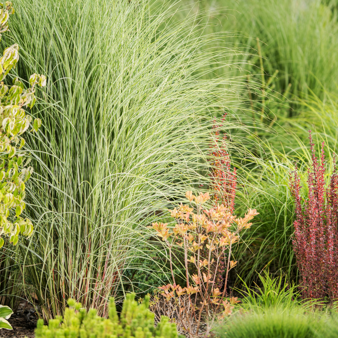 Entretien espaces verts - Professionnel entretien de jardin Roanne -taille de haie roanne - le coteau - Paysagiste Roanne Loire 42