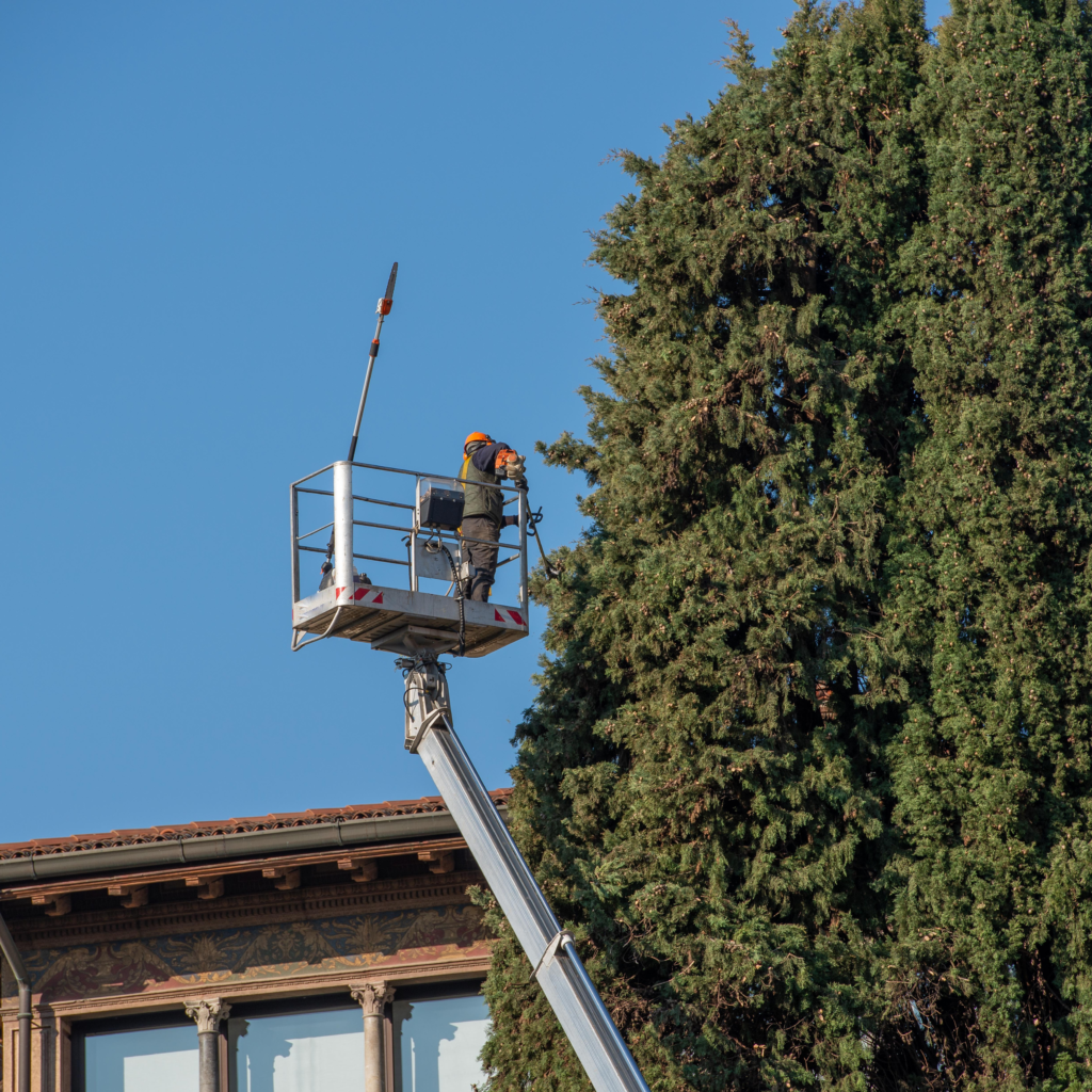 Élagage d'arbre : intervention et prix 2023