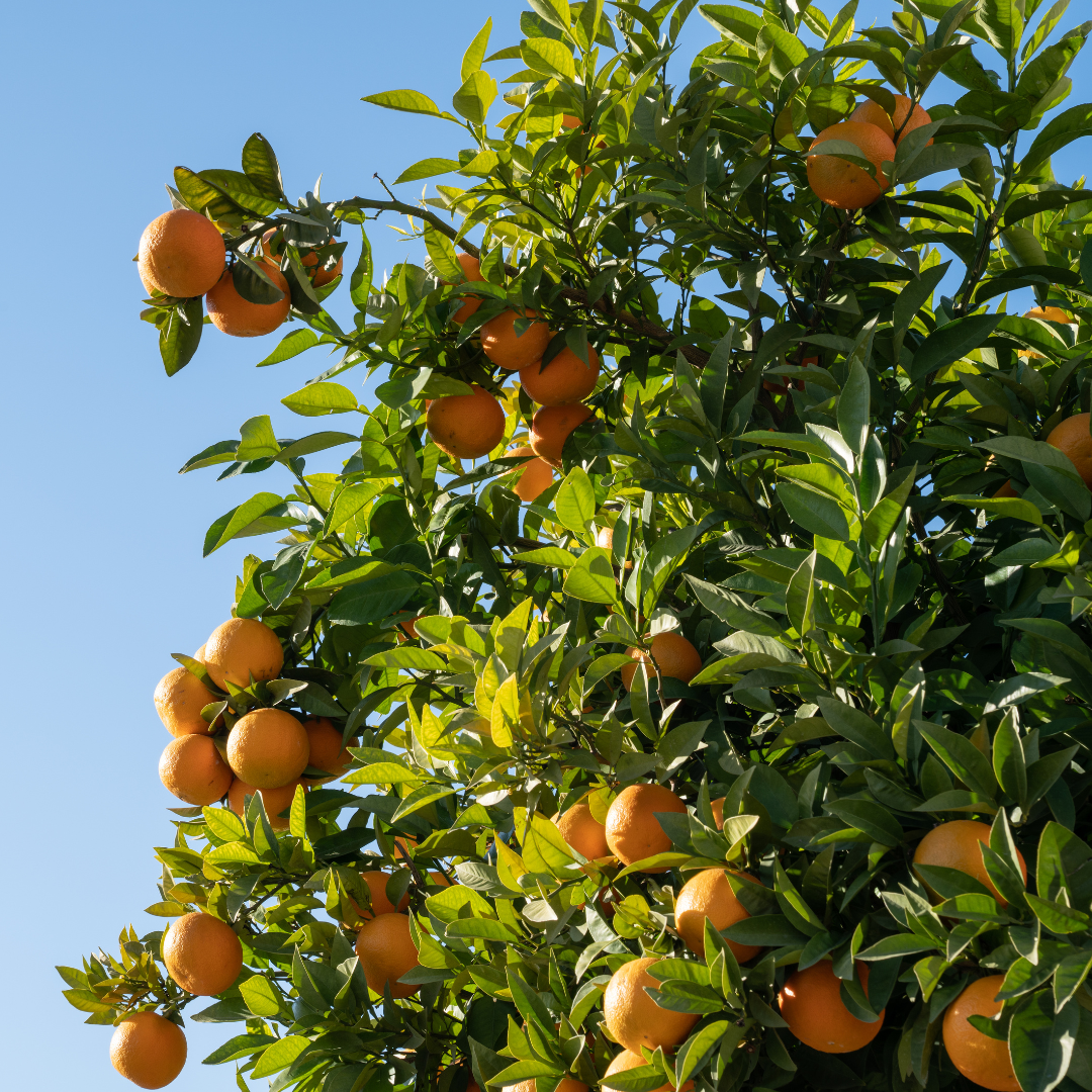 Taille d'Arbre à Roanne - Riorges - Taille d'arbres fruitiers Charlieu - Taille d'arbres Charlieu