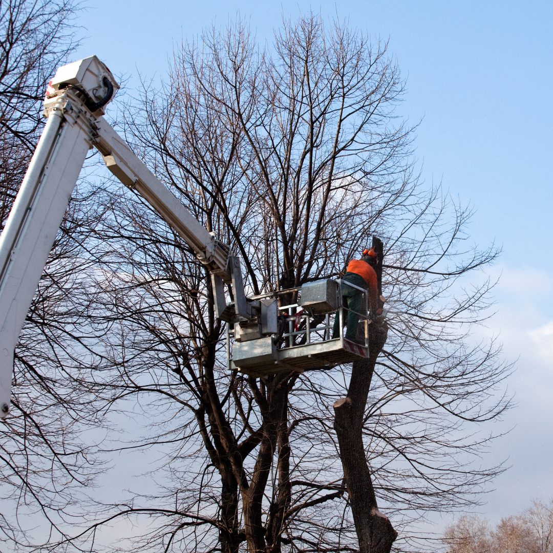 Élagage d'arbre : intervention et prix 2023