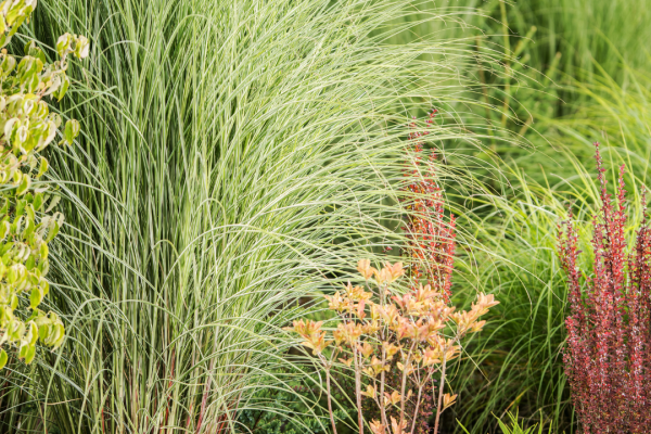 Entretien espaces verts - Professionnel entretien de jardin Roanne -taille de haie roanne - le coteau - Paysagiste Roanne Loire 42