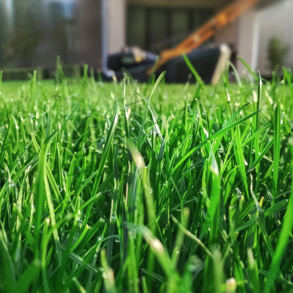 Tonte pelouse Roanne - Entretien de jardin - Professionnels des espaces verts à Roanne - Elagage - Taille d'arbre 42