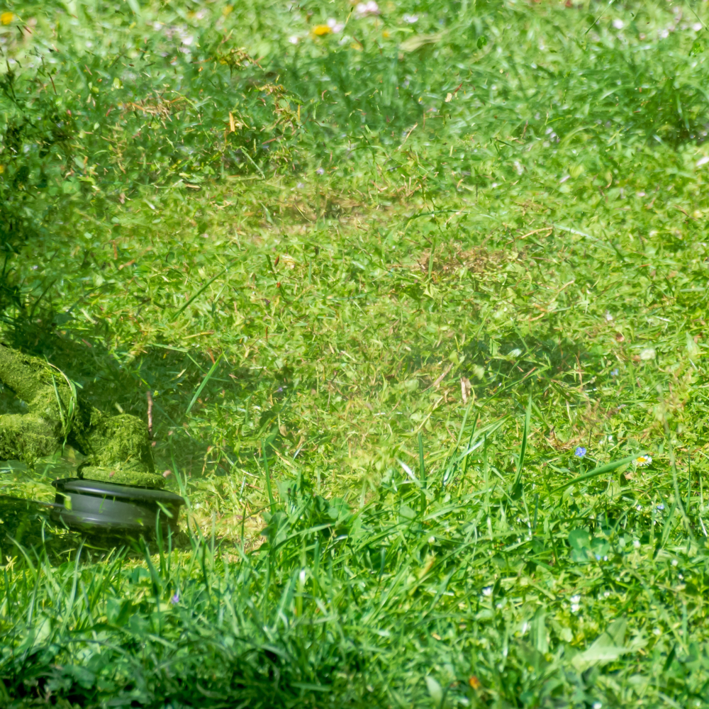 Jardinage à Roanne - Taille - Entretien espaces verts 42