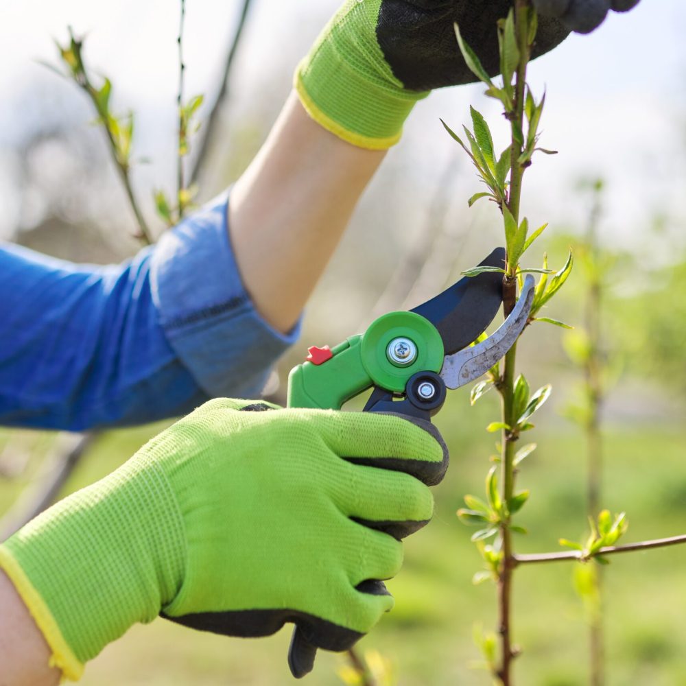 Taille d'arbre à Roanne - Entretien de jardin - Professionnels des espaces verts 42