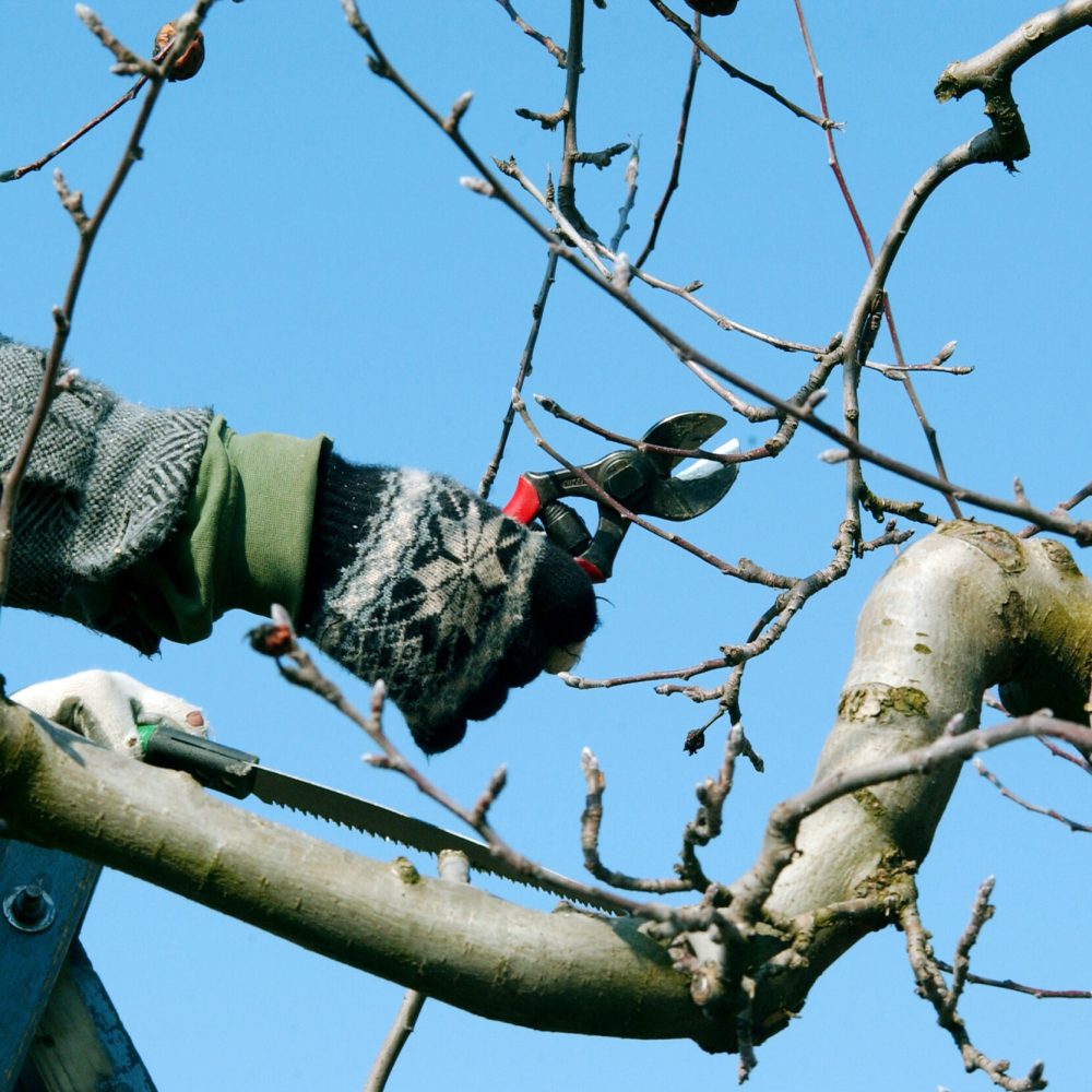 elagage Roanne - abattage arbre Roanne 42